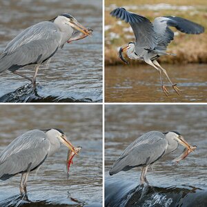 Fischfang leicht gemacht