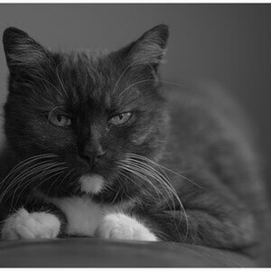 Lotti und andere Samtpfoten