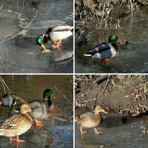 enten
