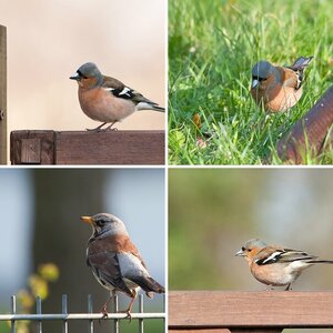 Sigma 150-500