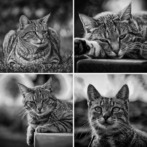 Katzen