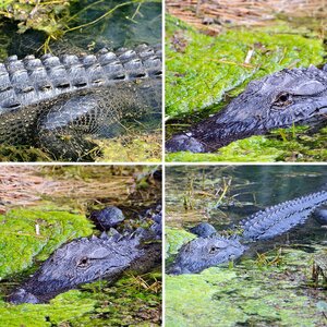 Florida, Beach, Birds, Alligators