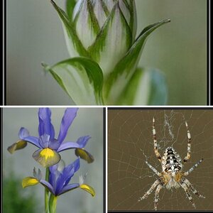 Makro
