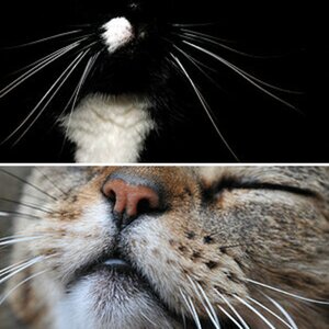 Katzen