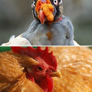 Vögel