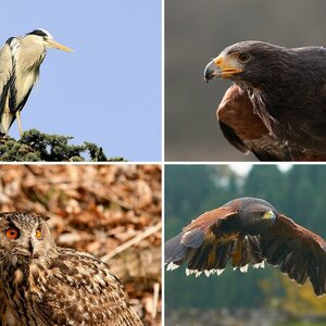Vögel