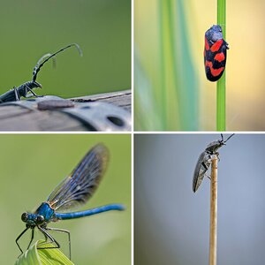Bunt gemscht