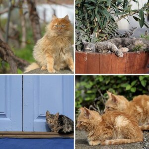 Katzen La Palma