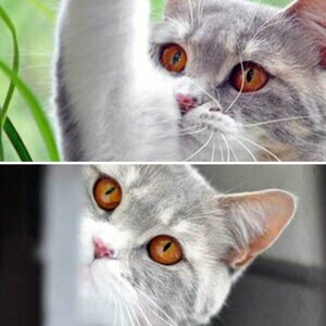 Katzen