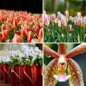 Blumen u. Pflanzen