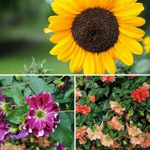 Bunte Bilder mit Nikon D 700