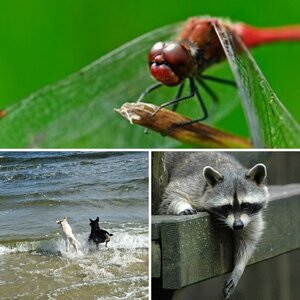 Tierisches