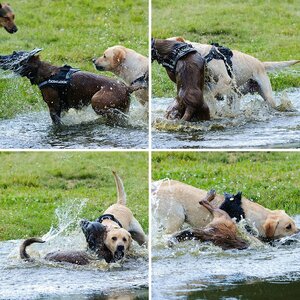 Hundestreit