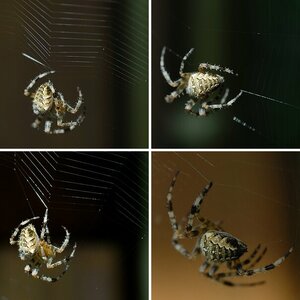 Spinne