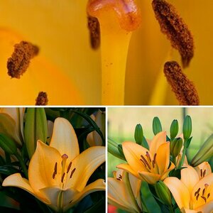 Lilien