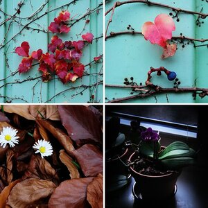 Blumen und anderes