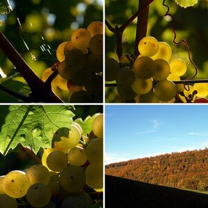Herbst