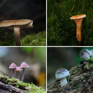 Pilze