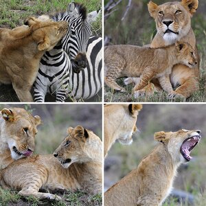 Massai Mara Tag 3