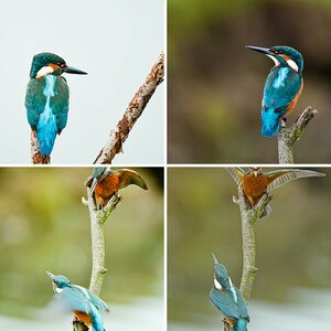 Eisvögel