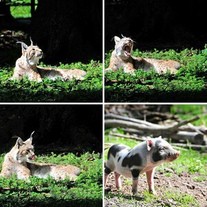 Wildpark Poing
