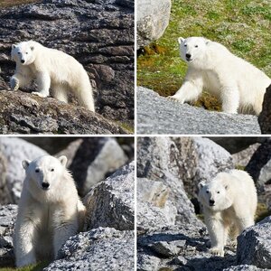 Eisbär Svalbard