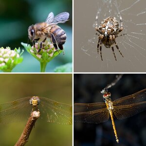 Insekten