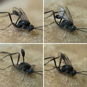 Insekten