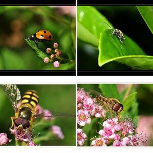 Makro´s (Blumen und Insekten)