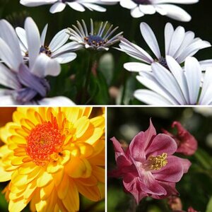 Blüten