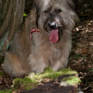 Hunde