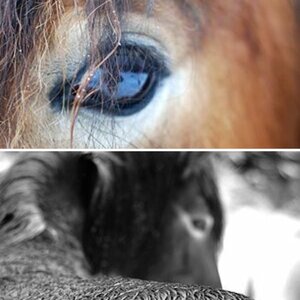 Tiere