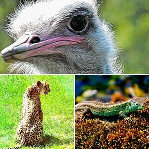 Opelzoo