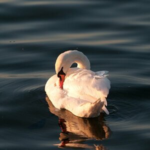 Schwan
