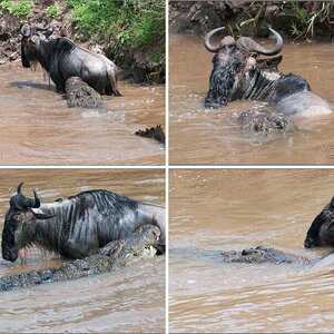 Masai Mara 4