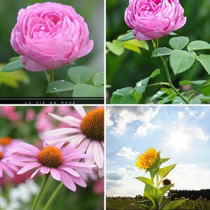 Blumen