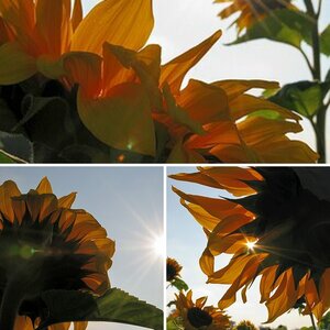 Sonnenblume