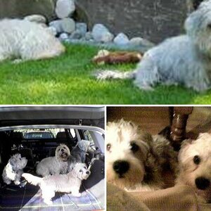 Meine Hunde
