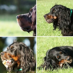 Ciara / Hunde