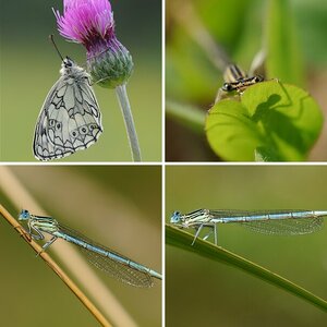Insekten (5)