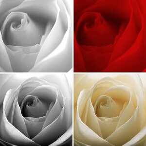 Rosen