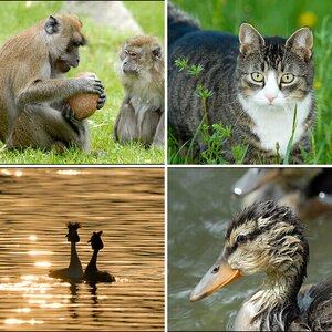 Tierisch