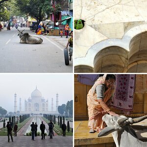 Incred!ble India III