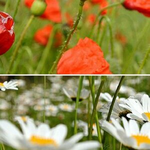 Blumen