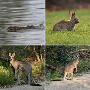 Diverse Tiere