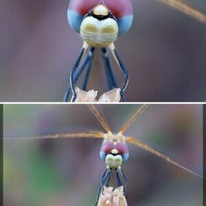 makro