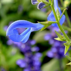 Blüten