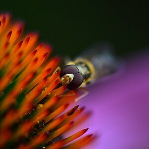 Macro