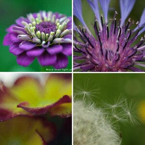 Blumen