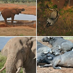 Kenia 2011